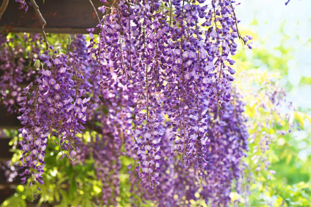 istock Wisteria floribunda 956392068