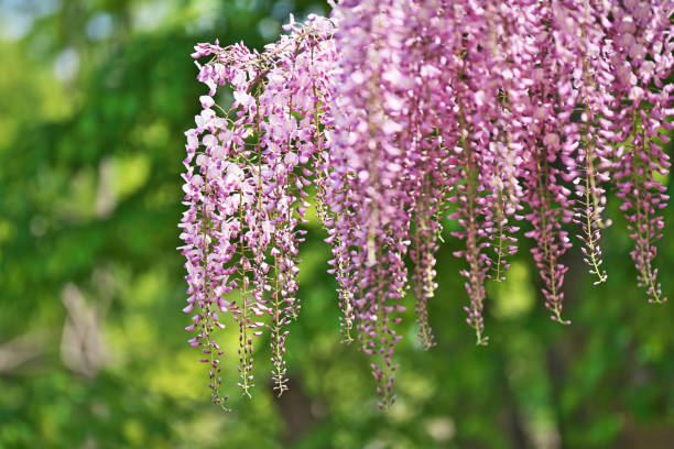 Wisteria floribunda