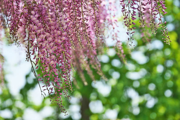 istock Wisteria floribunda 956393462