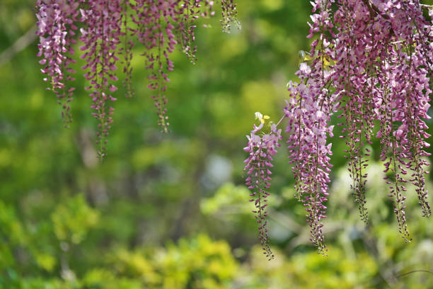 istock Wisteria floribunda 956393618