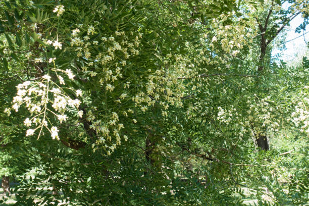 Flowering branches of Sophora japonica tree in summer Flowering branches of Sophora japonica tree in summer styphnolobium japonicum stock pictures, royalty-free photos & images