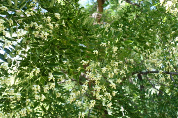 White flowers of Sophora japonica in summer White flowers of Sophora japonica in summer styphnolobium japonicum stock pictures, royalty-free photos & images