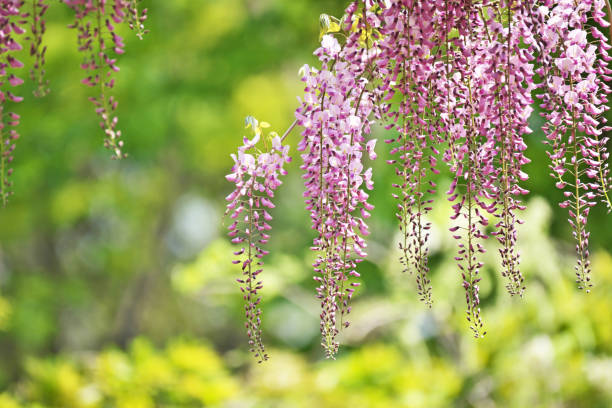 istock Wisteria floribunda 956395968