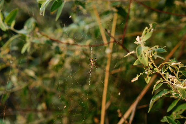 istock Argiope bruennichi is a species of orb-web spider distributed throughout central Europe, northern Europe, north Africa, parts of Asia, the Azores archipelago 956396082