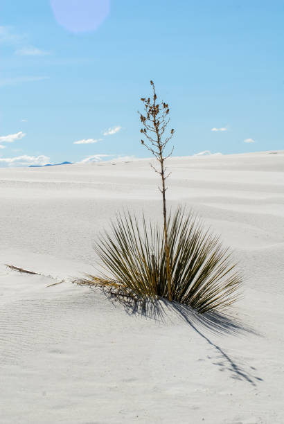 istock Sand dunes and sunset at National Park 956396368