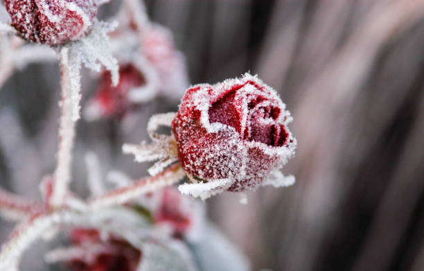 Frosty roses in winter glazed with ice Frosty roses in winter glazed with ice near Bamberg, Germany frozen rose stock pictures, royalty-free photos & images