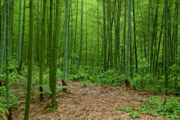 bambuswald, china - bamboo grove stock-fotos und bilder