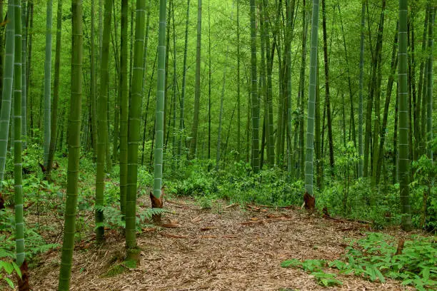 Bamboo forest, Hunan Provence, China