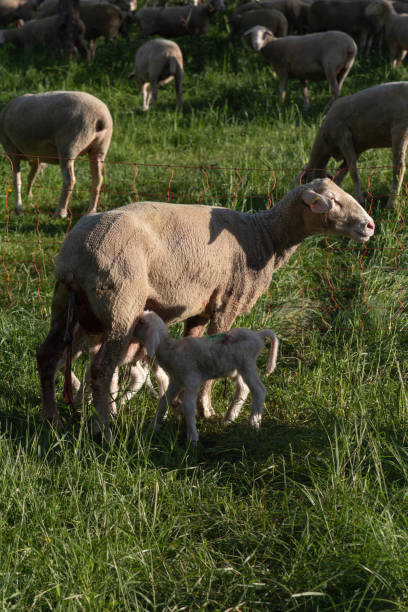 istock newborn lamb after mother sheep giving birth 956406144