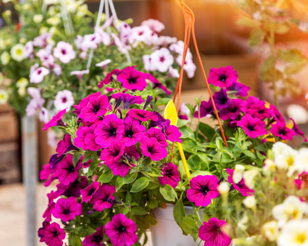 petunia flowers - hanging basket imagens e fotografias de stock
