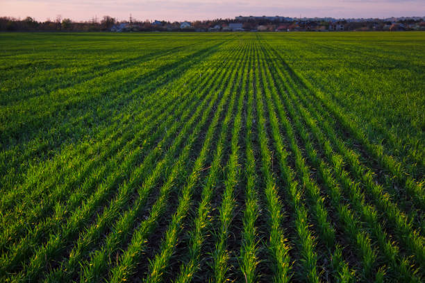 istock A green field during sunset as a background. 956407020