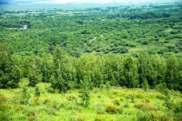 Scenic view of wetlands in summer.