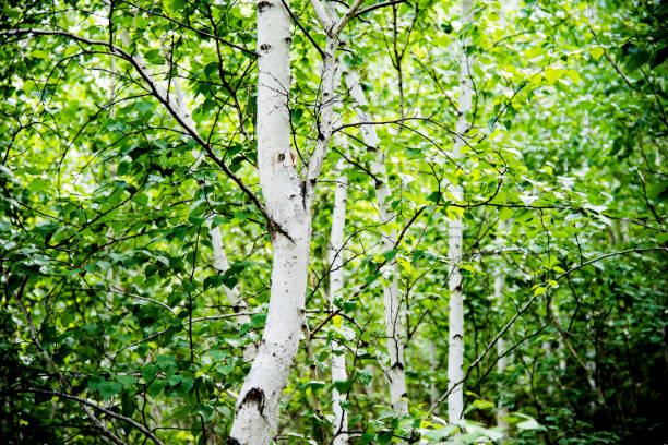 An image featuring a tall, thin birch tree with a few branches, surrounded by a clear blue sky.
