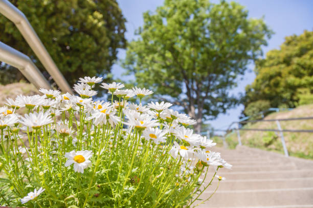 margaret qui fleurit dans le parc - chamomile plant photos et images de collection