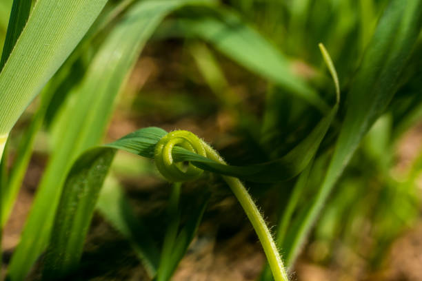 Pumpkin plant grows around a blade of grass