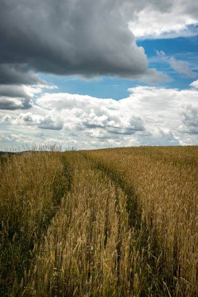 Field of Gold