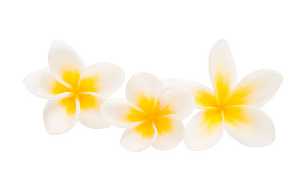 istock frangipani flower isolated 956411656