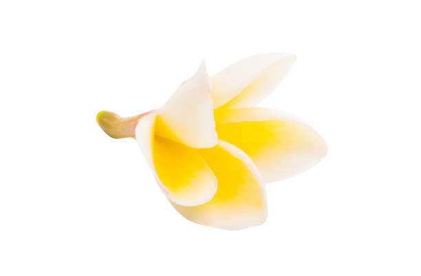 istock frangipani flower isolated 956411746