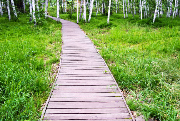 istock Wooden path through the birch forest 956411876