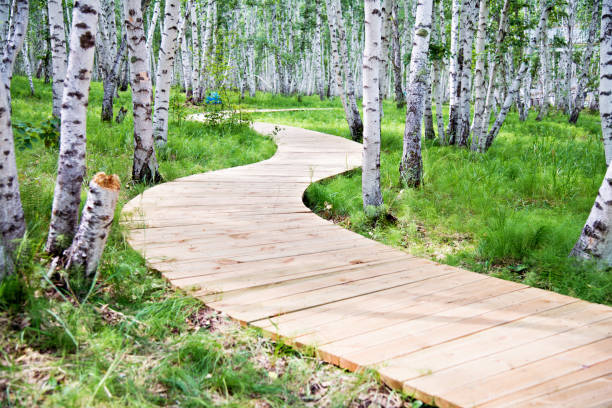 istock Wooden path through the birch forest 956411904