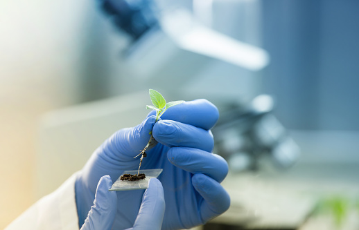 Close up of biologist's hand with protective gloves holding young plant with root above microscope glass with soil. Biotechnology, plant care and protection concept