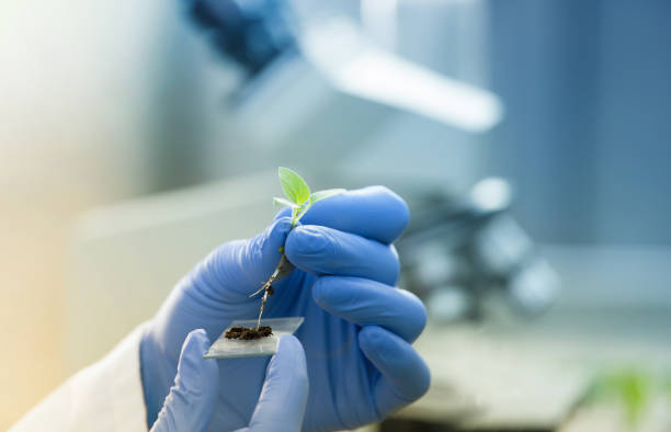 Biologist holding seedling in front of microscope stock photo