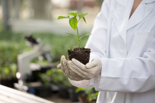 istock Agronomist with seedlings in greenouse 956415938