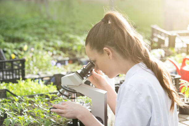 istock Woman agronomist looking through microscope in greenhouse 956416166