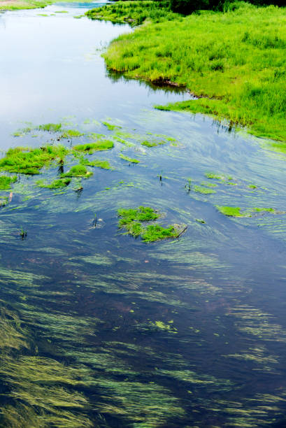 istock Idyllic summer landscape with lake 956416416