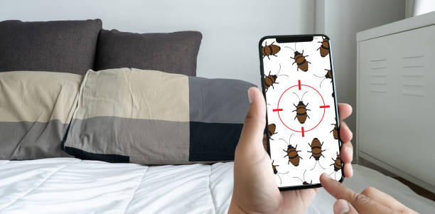 Women are checking for unusual things and detecting bed bugs in the bedroom. Women are checking for unusual things and detecting bed bugs in the bedroom. defection stock pictures, royalty-free photos & images