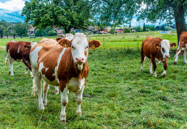 istock natural looking german cows on a meadow 956420160