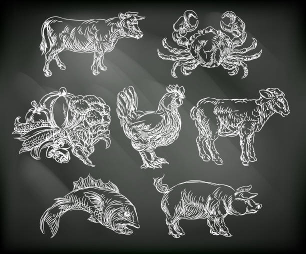 Food Groups Chalk Hand Drawn Animal Icons Food groups chalk grunge style hand drawn menu icons for beef, lamb, seafood, fish, vegetarian, chicken and pork options sea pig backgrounds stock illustrations
