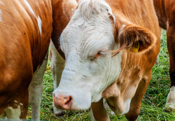 istock natural looking german cows on a meadow 956421240