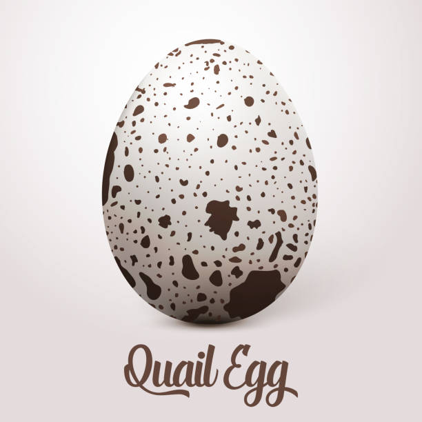 Vector realistic white egg with spots. On light background with soft shadow. 3D Quail Egg. Vector realistic white egg with spots. On light background with soft shadow. quail bird stock illustrations
