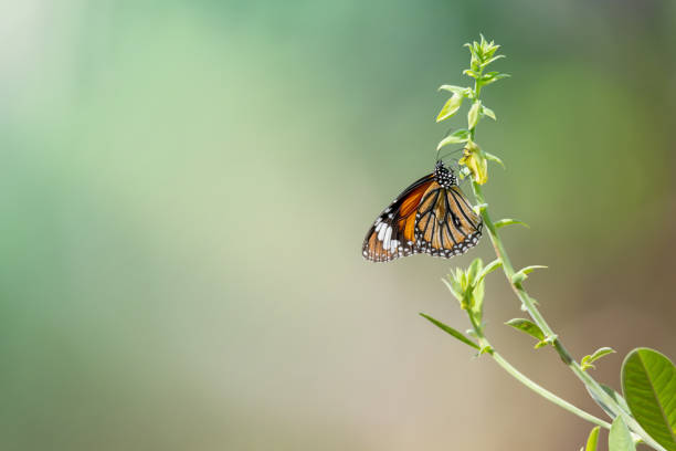 motyl żerujący na ziołowym kwiatku. - awe fly flower pollen zdjęcia i obrazy z banku zdjęć