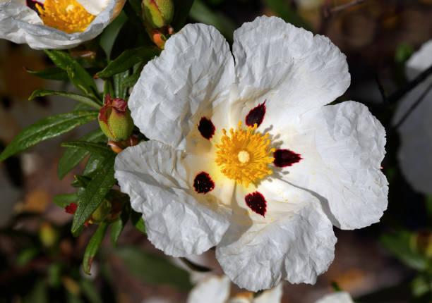 Portugal. White Cistus Ladanifer flowers in bloom in spring. Also commonly known as Rockrose.