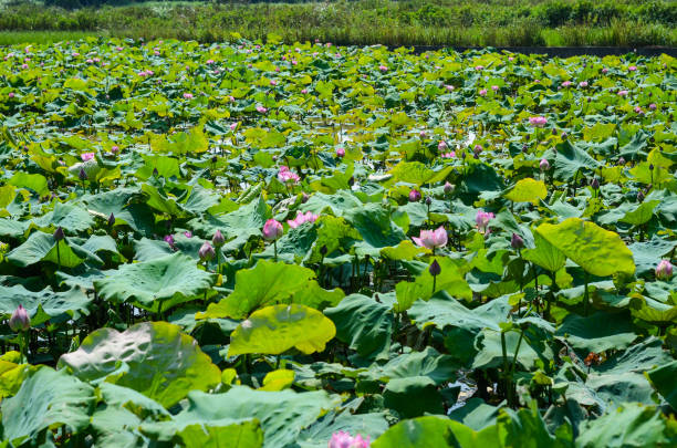 istock Nelumbo nucifera or Lotus flower 956435868