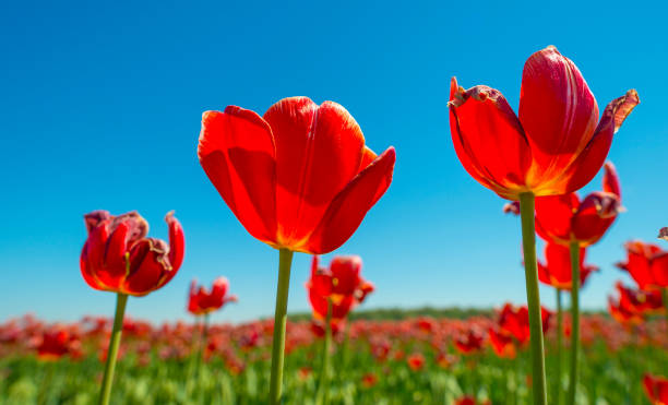 istock Field with colorful tulips below a blue sky in spring 956435914
