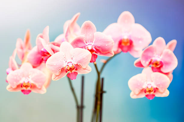 istock Pink And White Orchid 956436308