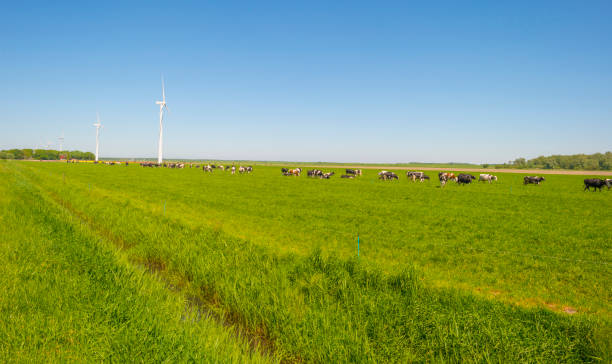 istock Herd of cows in a green meadow in sunlight in spring 956436692