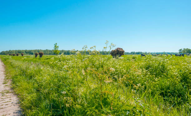 istock Herd of cows in a green meadow in sunlight in spring 956436756