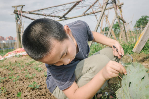 istock Asian boy with magifier glasses in the cabbage field 956436930
