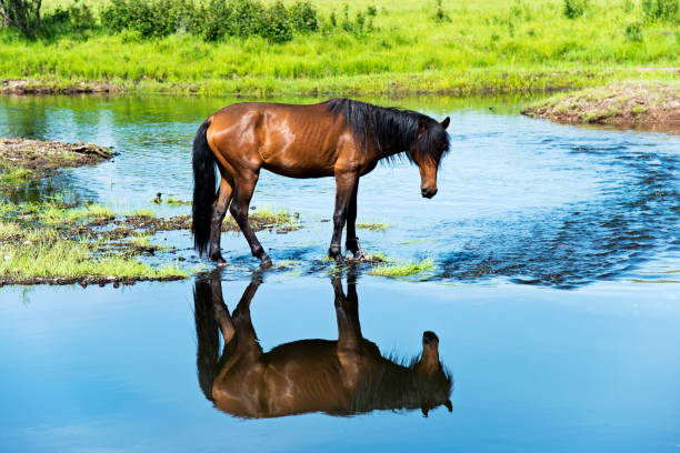 istock Brown horse on a bank 956437152