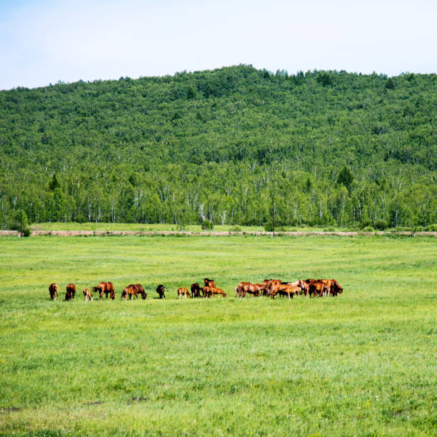 istock Horses grazing in green pastures 956437512