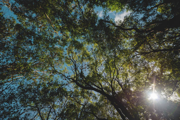 istock Flying Foxes resting in a tree, Sydney 956437572