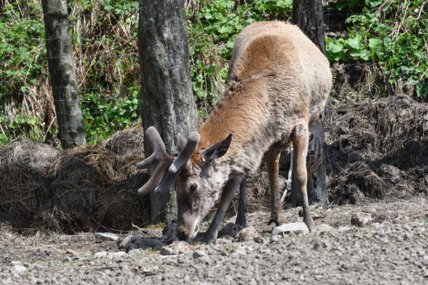 istock deer stag with growing antler grazing close-up 956437872