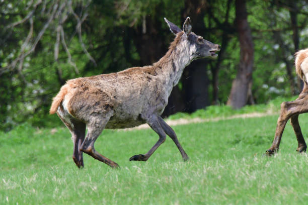 istock buckskin grazing the grass on the meadow 956440500