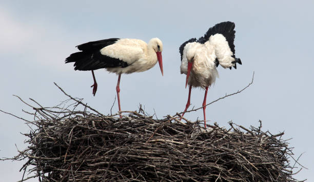 istock Couple of Storks 956440800