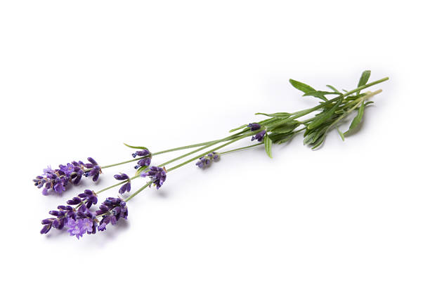 lavanda - ramita fotografías e imágenes de stock