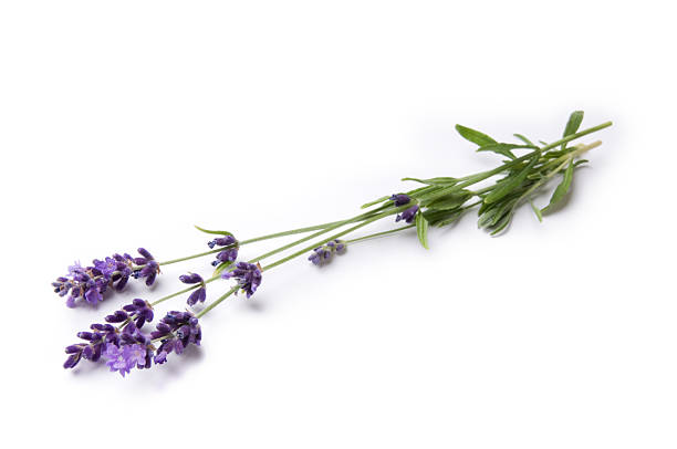 Lavender  twig stock pictures, royalty-free photos & images
